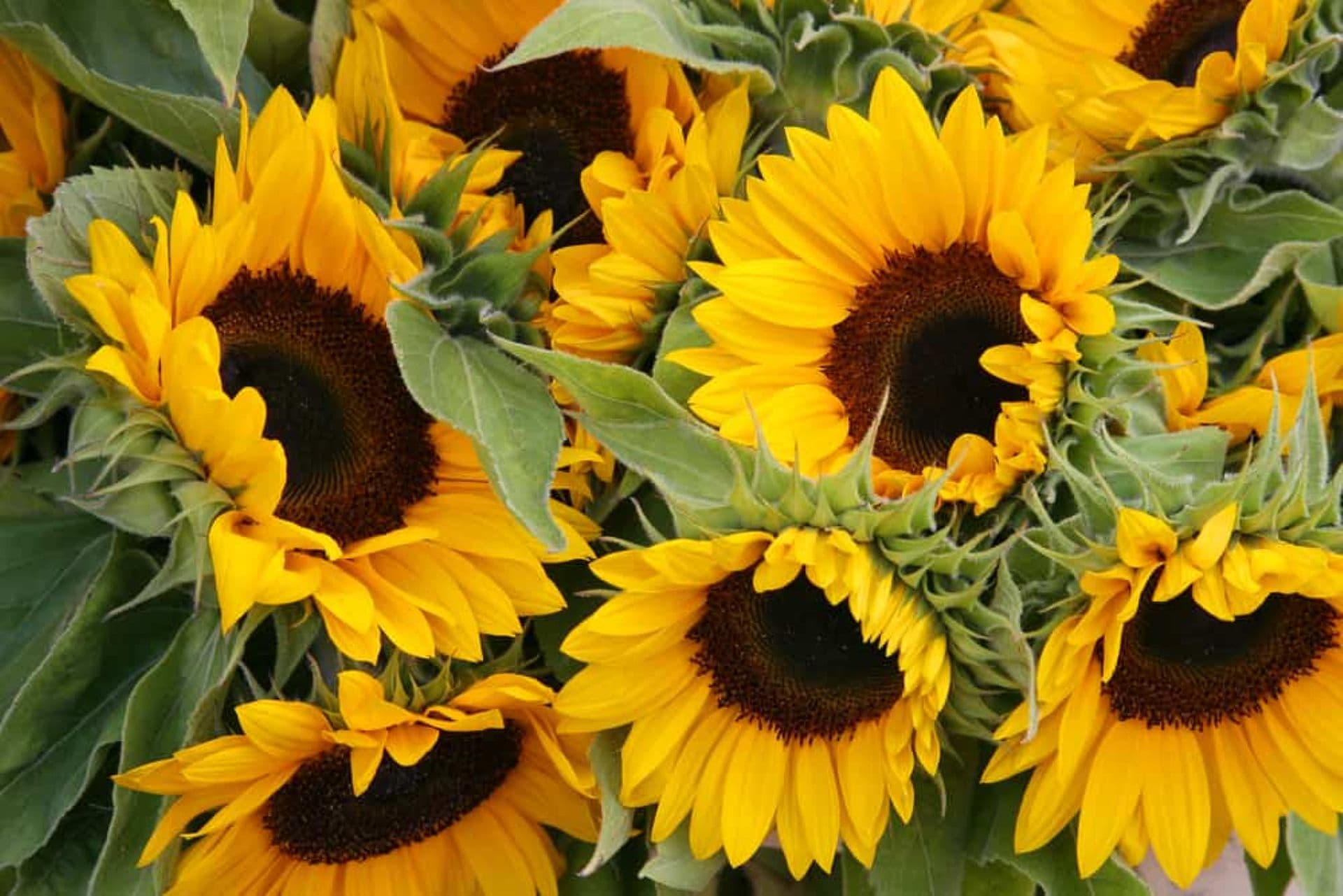 Fresh Blooms Flowers Too Good To Go listing