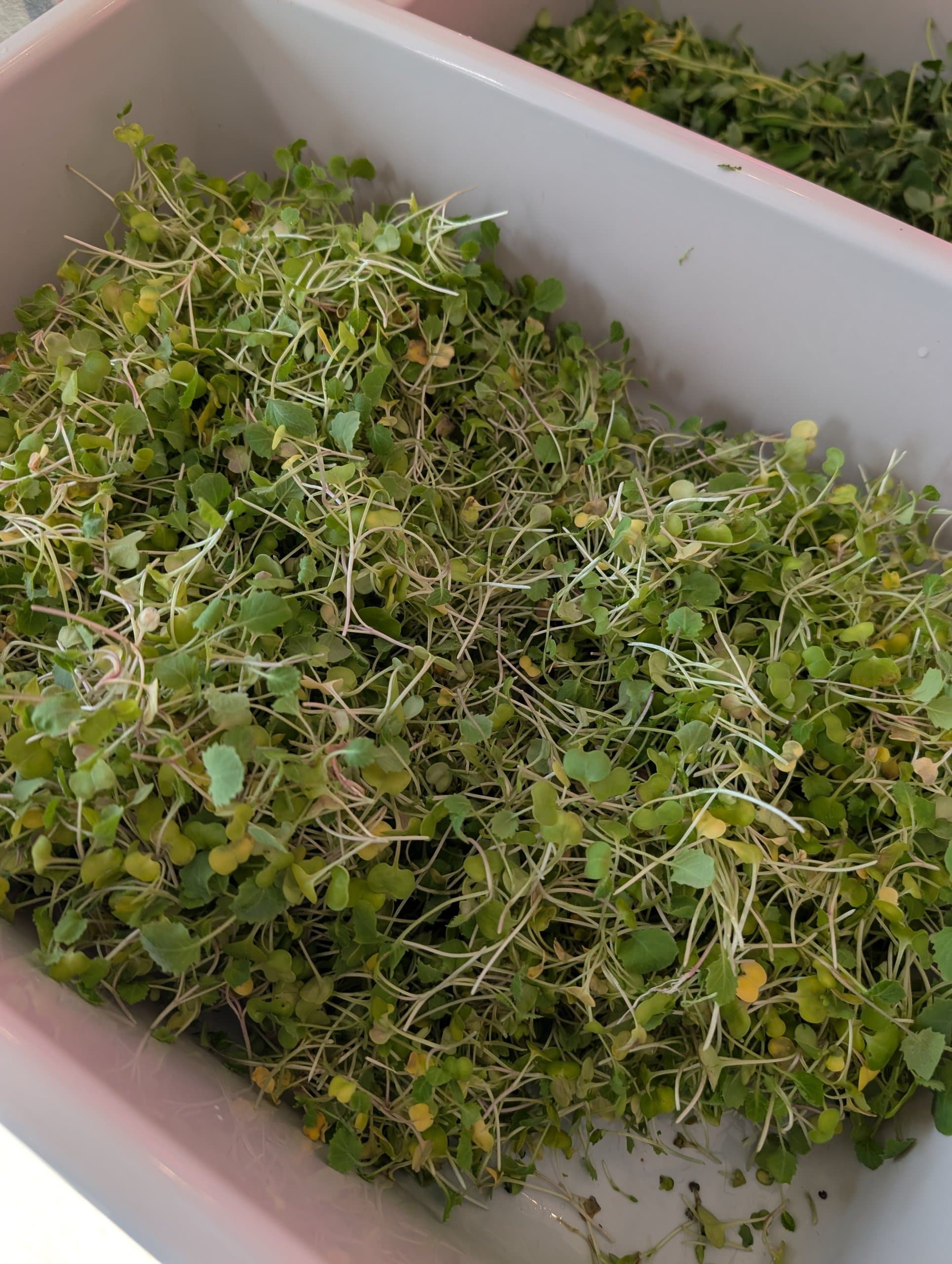 Local Leaf Farm Too Good To Go listing